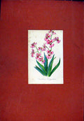 Original Old Antique Print Hand Colored Flower Plant C1831 Oncidium Art 19th