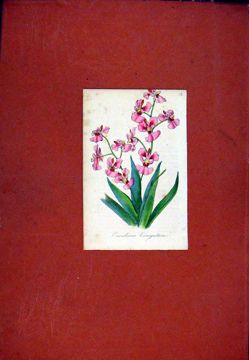 Original Old Antique Print Hand Colored Flower Plant C1831 Oncidium Art 19th