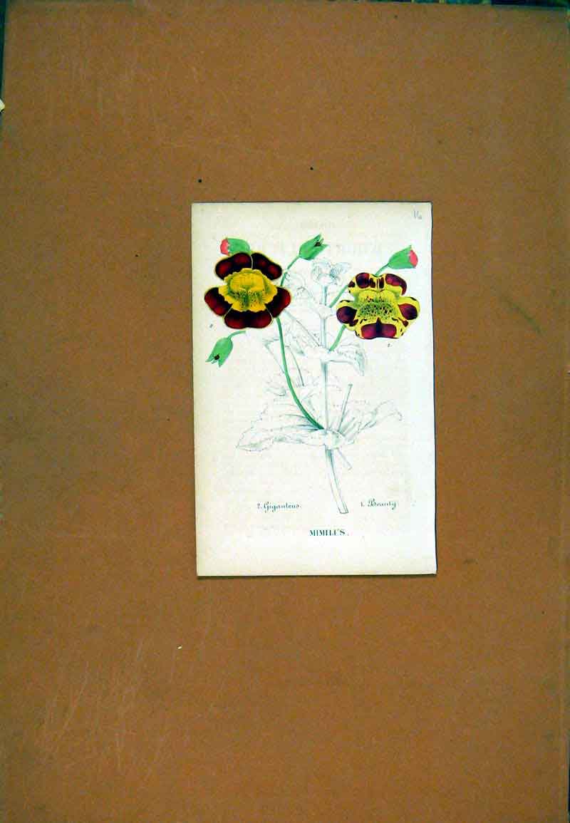 Original Old Antique Print Mimilus Botanical Hand Colored Flower