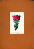 Original Old Antique Print Bejaria Flower Hand Colored Botanical
