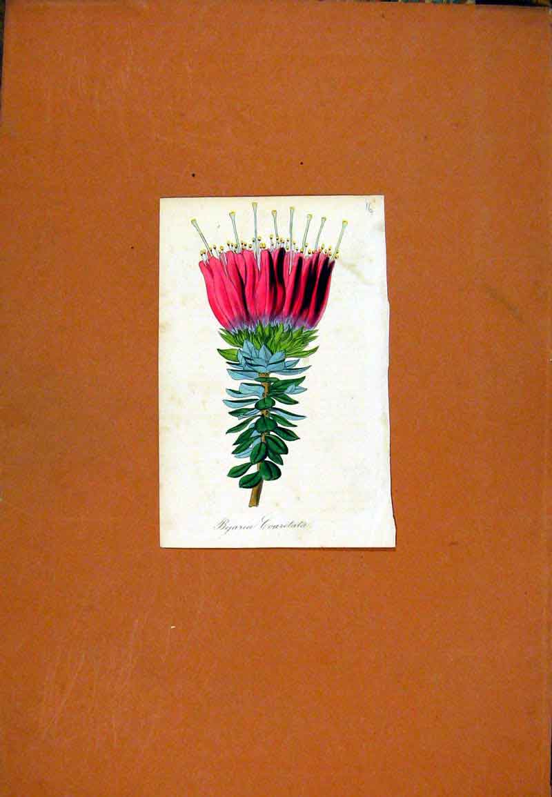 Original Old Antique Print Bejaria Flower Hand Colored Botanical
