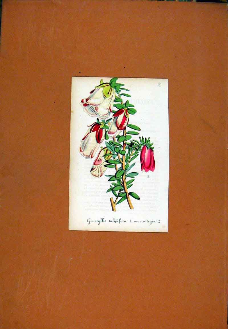 Original Old Antique Print Flower Plant Hand Colored Fine Art C1831 19th Century