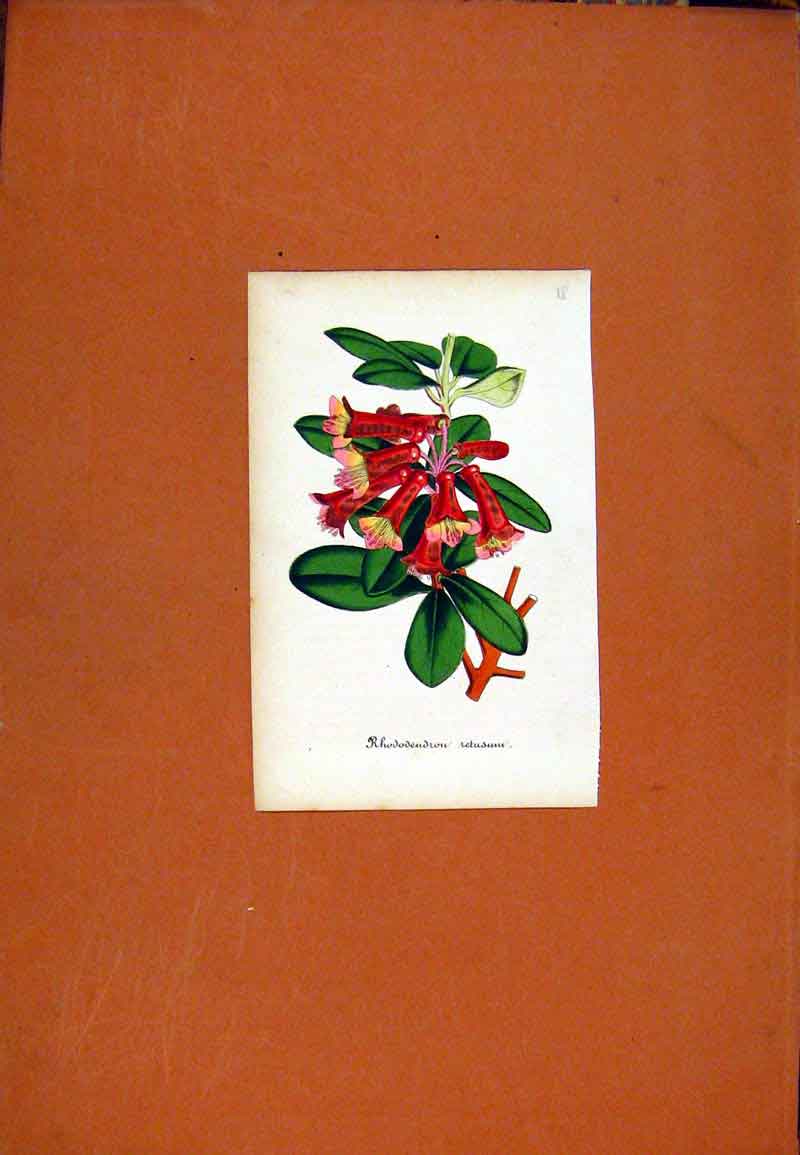 Original Old Antique Print Hand Colored Curtis Botanical Rhododendrou