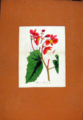 Original Old Antique Print Hand Colored Flower Plant Red Green C1831 19th