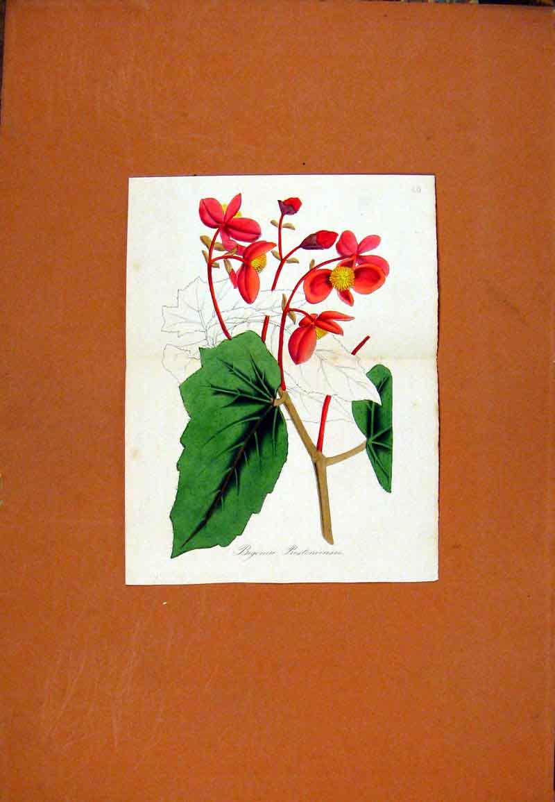 Original Old Antique Print Hand Colored Flower Plant Red Green C1831 19th