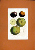 Original Old Antique Print Pomme Fruit Hand Colored Fine Art C1831 19th Century