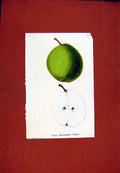 Original Old Antique Print Apple Fruit Diagram Drawing Hand Colored C1831 19th