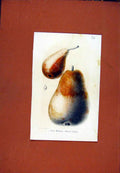 Original Old Antique Print William Pear Fruit Diagram Drawing Hand Colored C1831