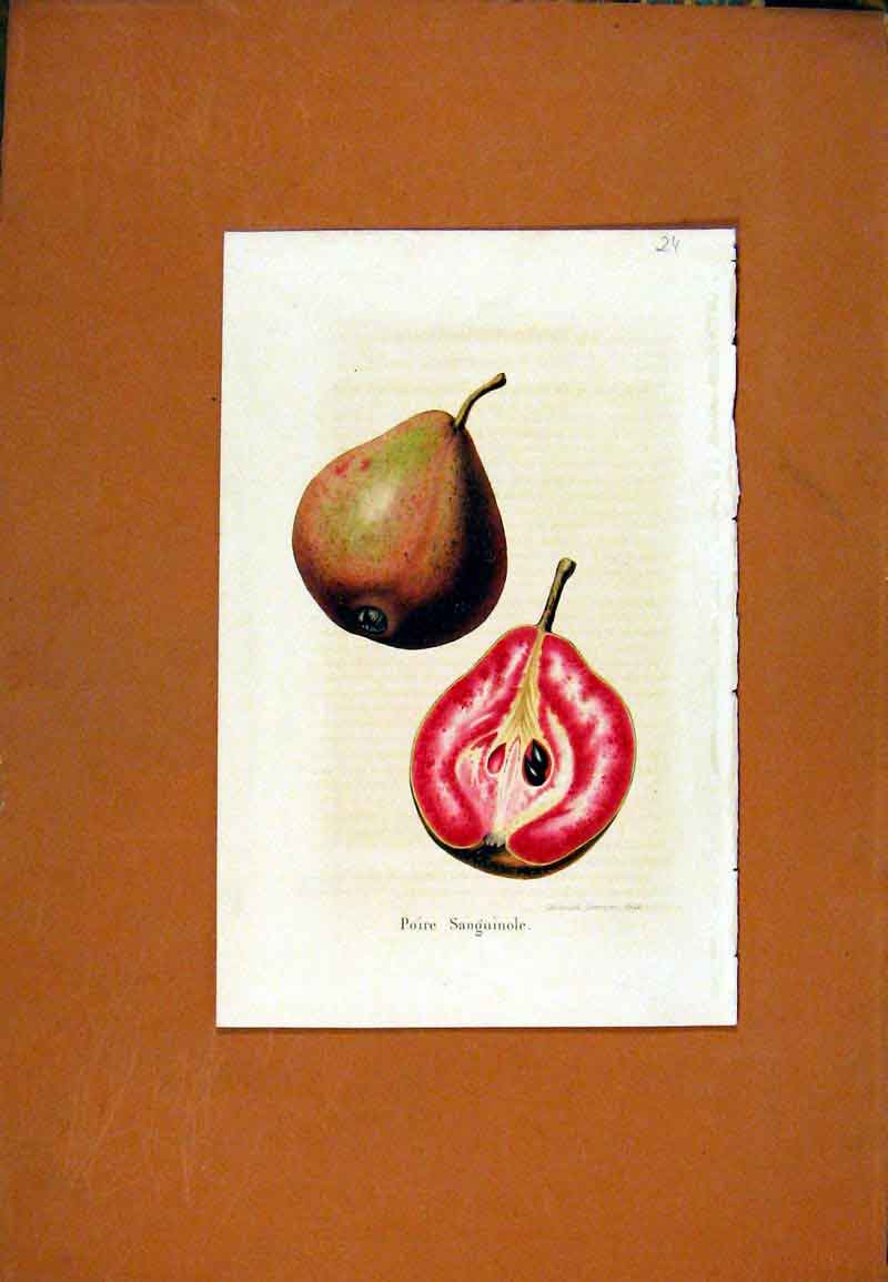 Original Old Antique Print Flower Plant Fruit Diagram Hand Colored C1831 19th