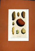 Original Old Antique Print Seed Flower Plant Hand Colored Diagrams C1831 19th