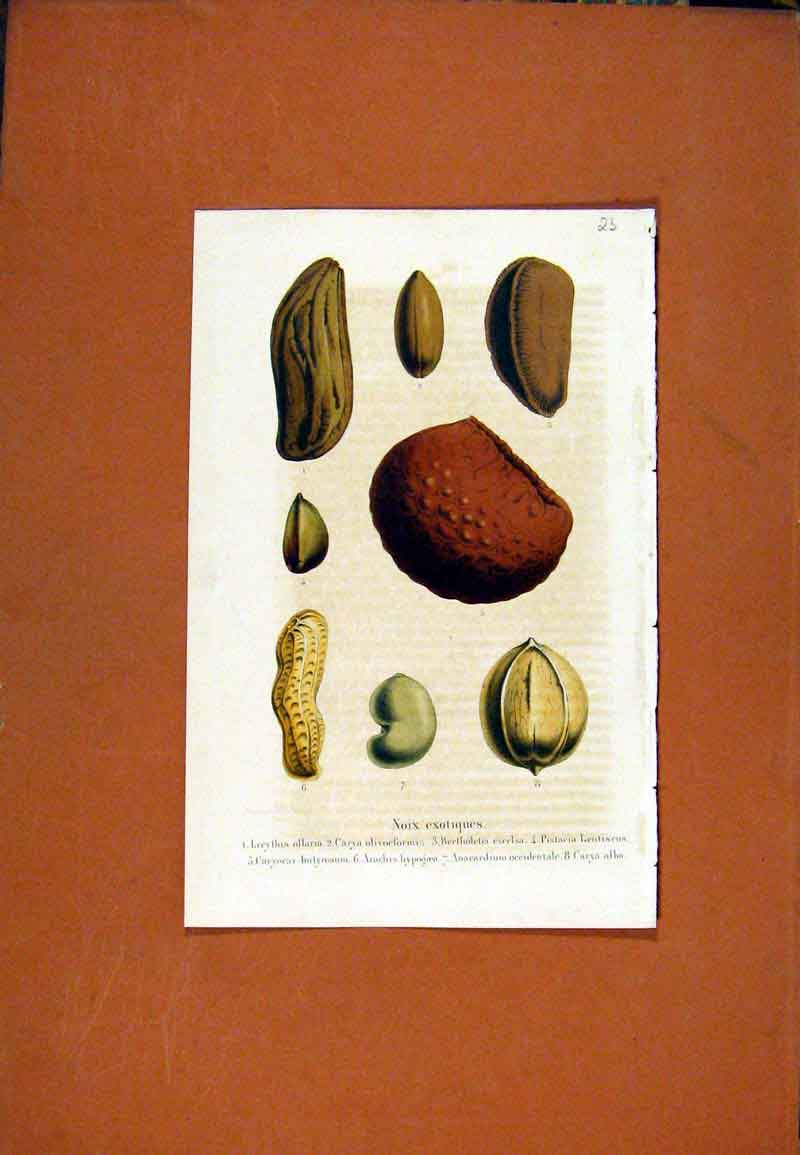 Original Old Antique Print Seed Flower Plant Hand Colored Diagrams C1831 19th