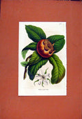 Original Old Antique Print Flower Plant Hand Colored Fruit C1831 19th Century