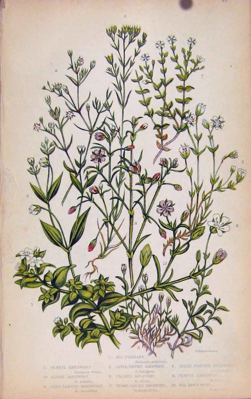 Original Old Antique Print Flowering Plants Vernal Sandwort Color
