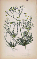 Original Old Antique Print Flowering Plants Cron Spurrey Knotted Spurrey