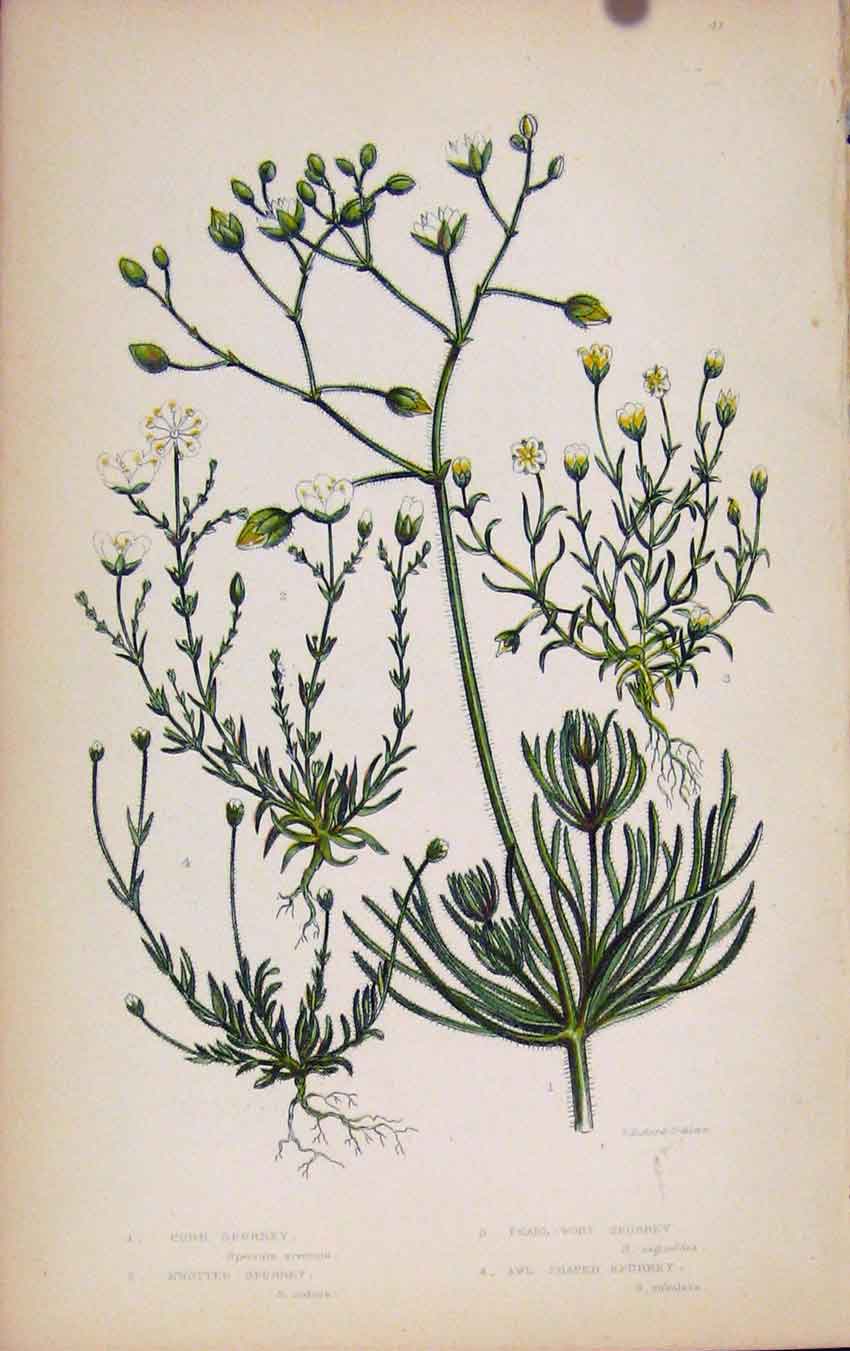Original Old Antique Print Flowering Plants Cron Spurrey Knotted Spurrey