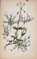 Original Old Antique Print Flowering Plants Procumbent Pearl Wort Color