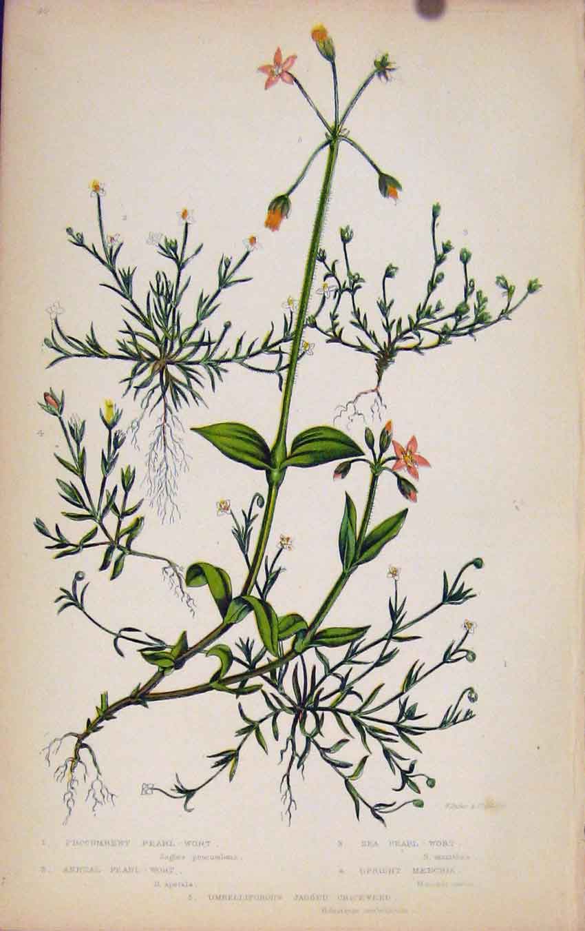 Original Old Antique Print Flowering Plants Procumbent Pearl Wort Color