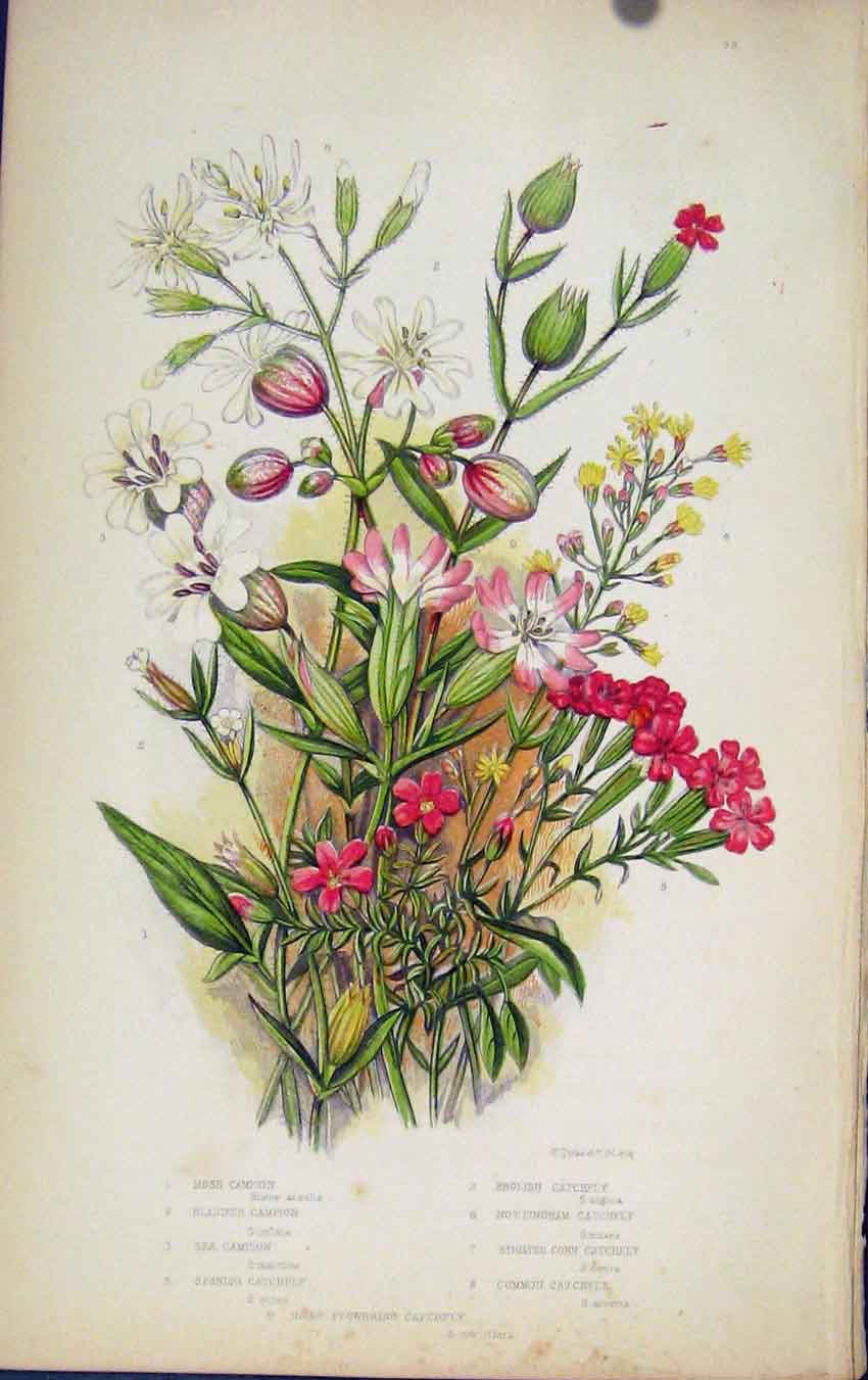 Original Old Antique Print Flowering Plants Moss Campion Color