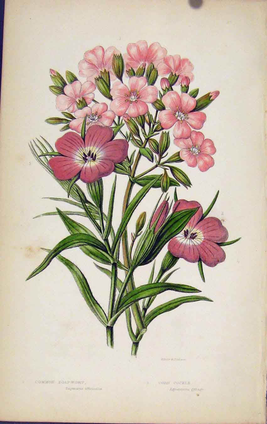 Original Old Antique Print Flowering Plants Common Soap Wort Corn Cockle