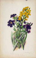 Original Old Antique Print Flowering Plants Wallflower Hoary Shrubbt Stock