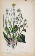 Original Old Antique Print Flowering Plants Worm Seed Treacle Mustard