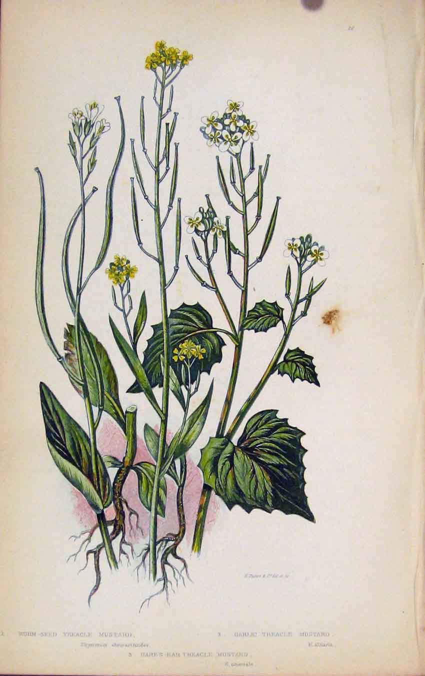 Original Old Antique Print Flowering Plants Worm Seed Treacle Mustard