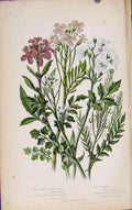 Original Old Antique Print Flowering Plants Bulbiferous Coral Root Plant