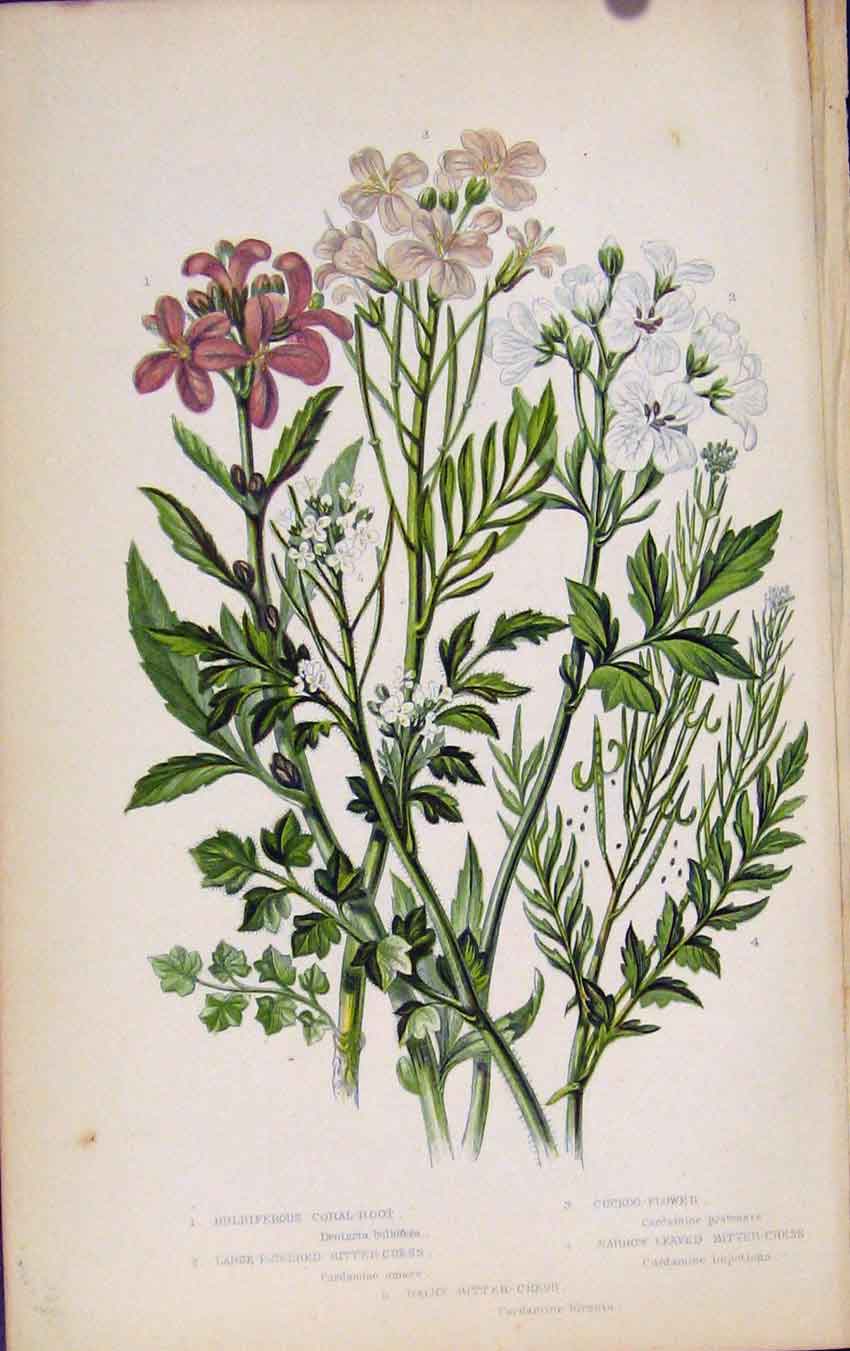 Original Old Antique Print Flowering Plants Bulbiferous Coral Root Plant