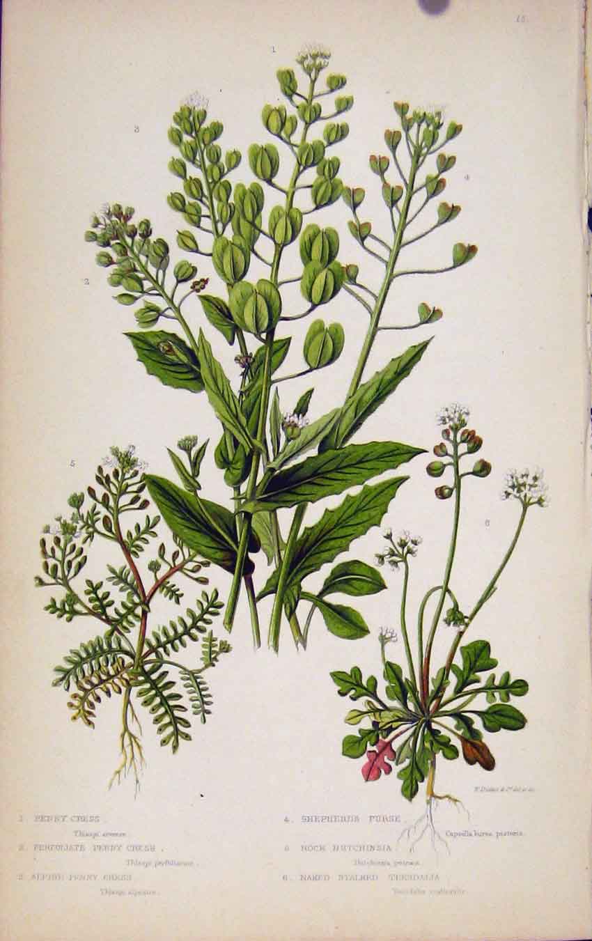 Original Old Antique Print Flowering Plants Penny Cress Perfoliate Penny Cress