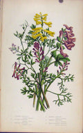 Original Old Antique Print Flowering Plants Climbing Corydalis Bulbous Fumitory