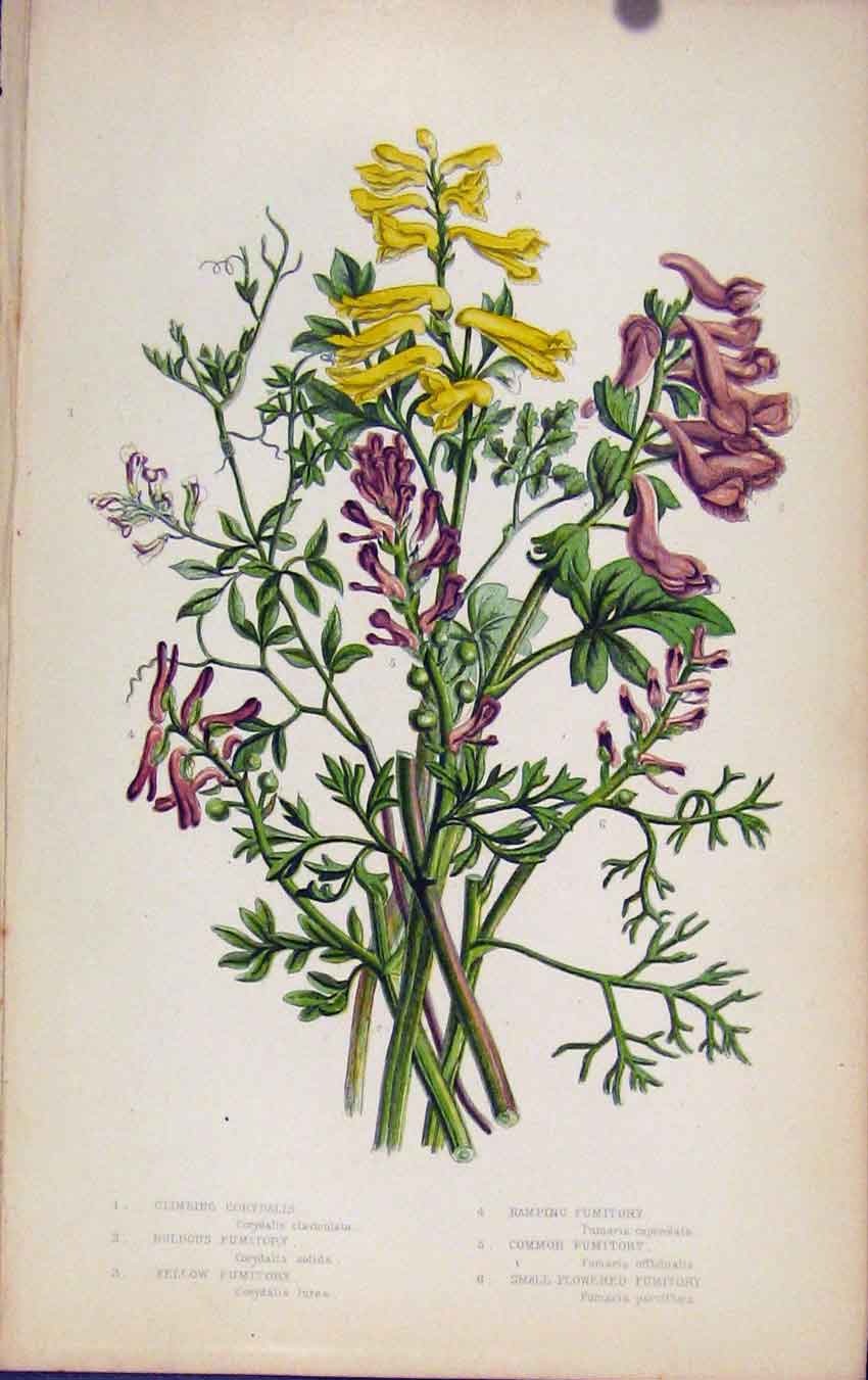Original Old Antique Print Flowering Plants Climbing Corydalis Bulbous Fumitory