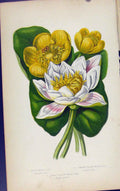 Original Old Antique Print Flowering Plants White Water Lily Yellow Color