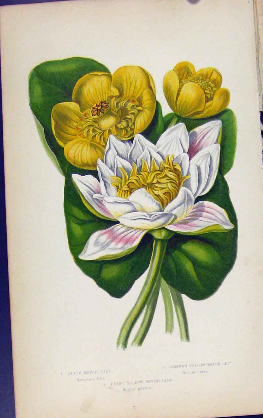 Original Old Antique Print Flowering Plants White Water Lily Yellow Color
