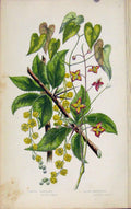 Original Old Antique Print Flowering Plants Common Barberry Alpine Barrenwort