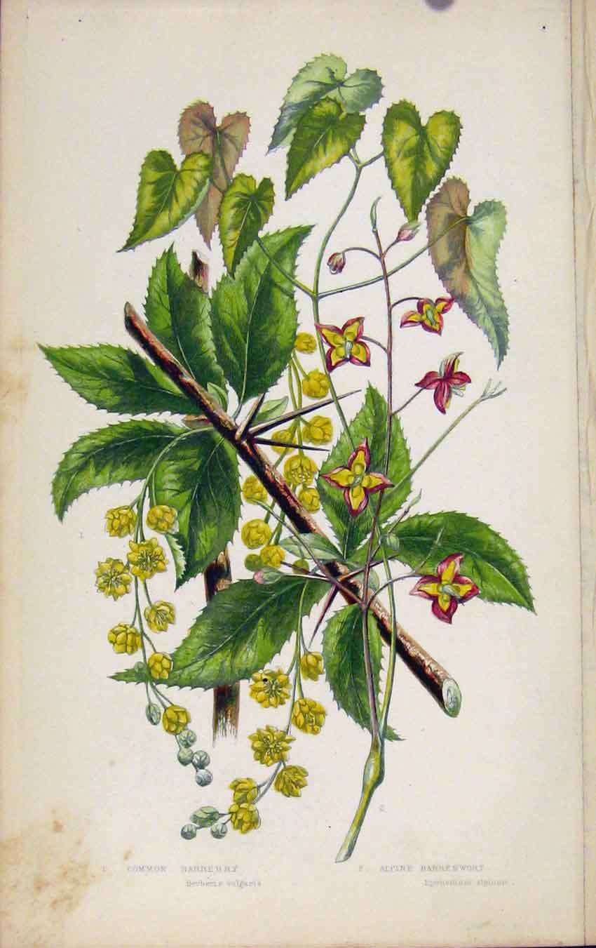 Original Old Antique Print Flowering Plants Common Barberry Alpine Barrenwort