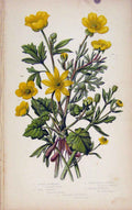 Original Old Antique Print Flowering Plants Lesser Celandine Wood Crowfoot