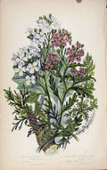 Original Old Antique Print Flowering Plants Purple Sea Rocket Color