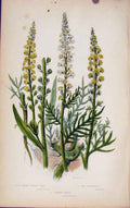 Old Antique Print Flowering Plants Dyers Rocket Yello Weed Wild Mignonett