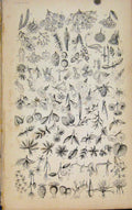 Original Old Antique Print Flowering Plants Plants Shrubs Bushes