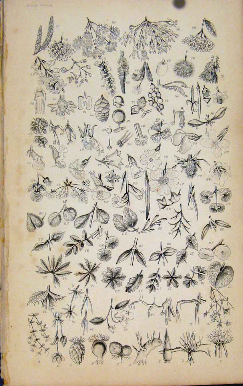Original Old Antique Print Flowering Plants Plants Shrubs Bushes