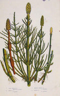 Original Old Antique Print Ferns Great Britian By Pratt Flower Horsetail Plate