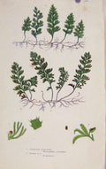 Original Old Antique Print Ferns Great Britian By Pratt Tunbridge Film Plant