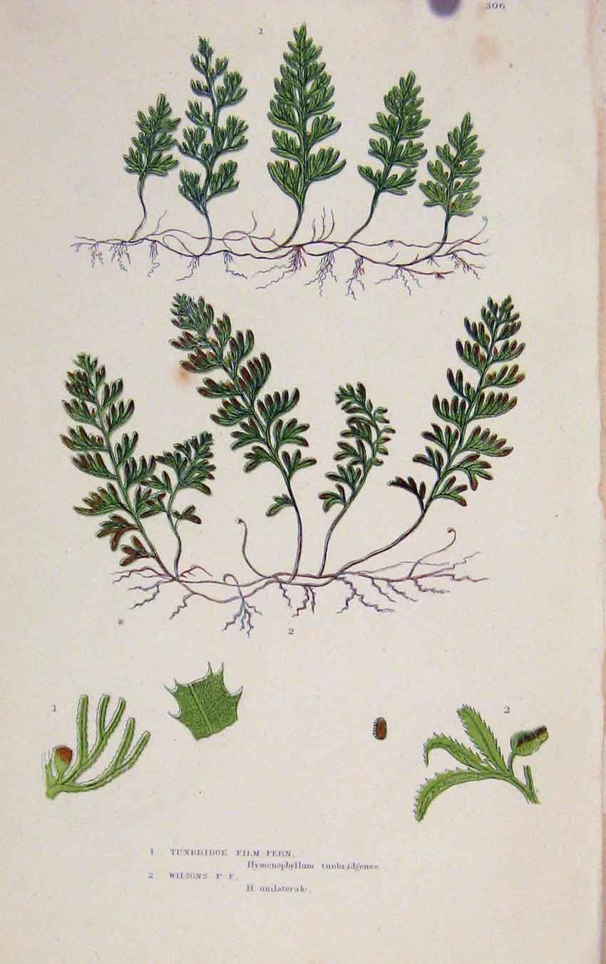 Original Old Antique Print Ferns Great Britian By Pratt Tunbridge Film Plant