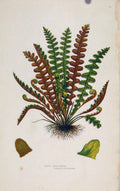 Original Old Antique Print Ferns Great Britian By Pratt Scaly Spleenwort Plate