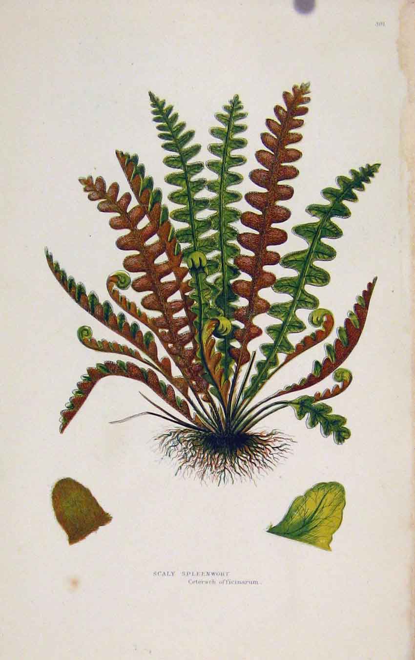 Original Old Antique Print Ferns Great Britian By Pratt Scaly Spleenwort Plate