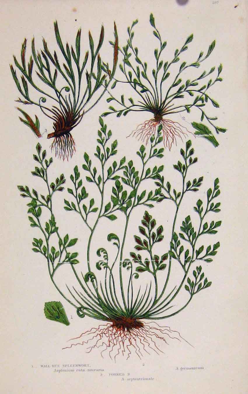 Original Old Antique Print Ref.143 Ferns Great Britian Pratt Spleenwort C1880