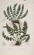 Original Old Antique Print Ferns Great Britian By Pratt Orlong Woodsia Plate