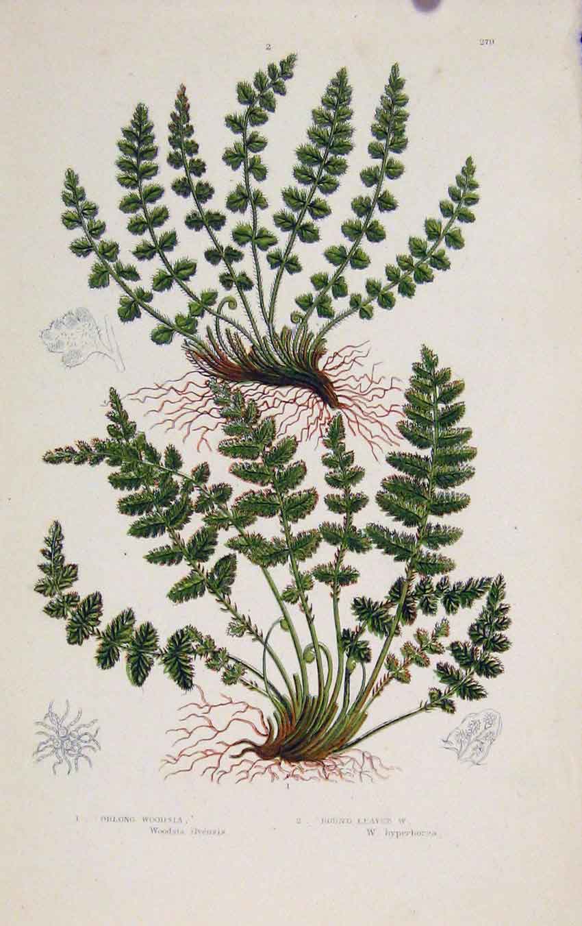 Original Old Antique Print Ferns Great Britian By Pratt Orlong Woodsia Plate