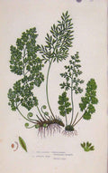 Original Old Antique Print Ferns Great Britian By Pratt Fine Leaved Gymnogramma
