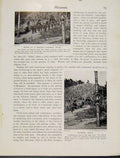 Original Old Vintage Print Scene Mafulu Funeral Feast Melanesia Photo C1931 20th